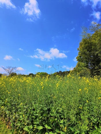 蓝天白云油菜花田野