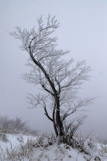 傲雪飞霜的枯树