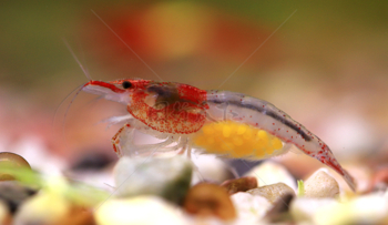 半透明的红琉璃虾