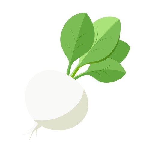 简约创意绿色叶子白萝卜手绘插画